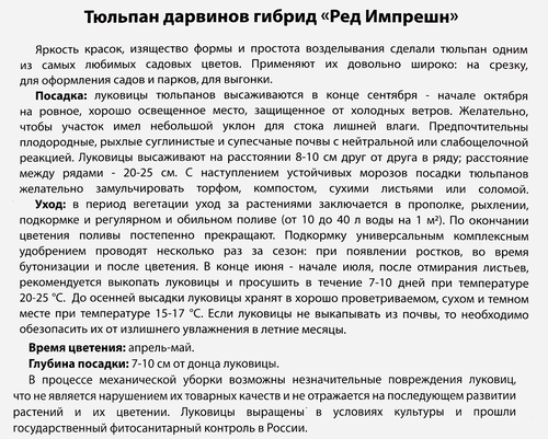 Луковицы Тюльпан Дарвинов гибрид Ред Импрешн, 10шт, изображение