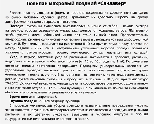 Луковицы Тюльпан махровый поздний Санлавер, 10шт, картинка