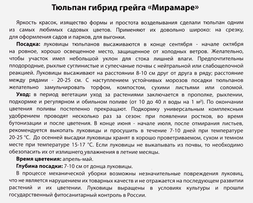 Луковицы Тюльпан Гибрид грейга Мирамаре, 10шт, изображение