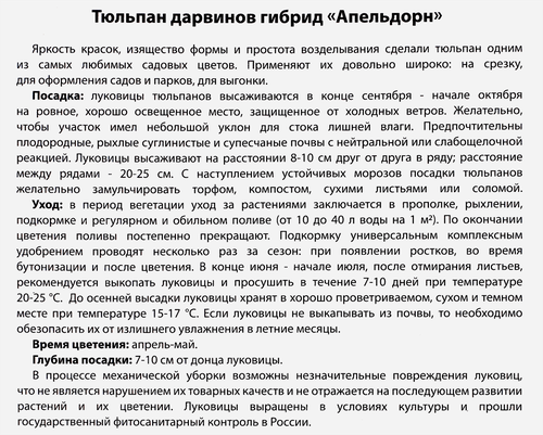 Луковицы Тюльпан Дарвинов гибрид Апельдорн, 10шт, картинка