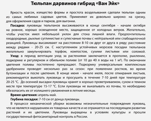 Луковицы Тюльпан Дарвинов гибрид Ван Эйк, 10шт, фото