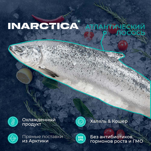 Лосось с головой 3–8кг ЛЕНТА FRESH, весовой, крупный план