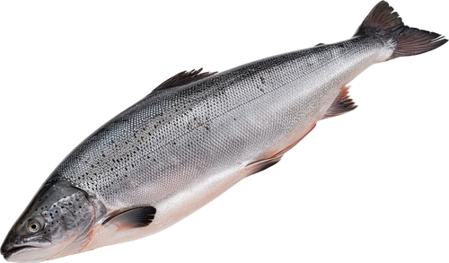Лосось с головой 3–8кг ЛЕНТА FRESH, весовой, вид