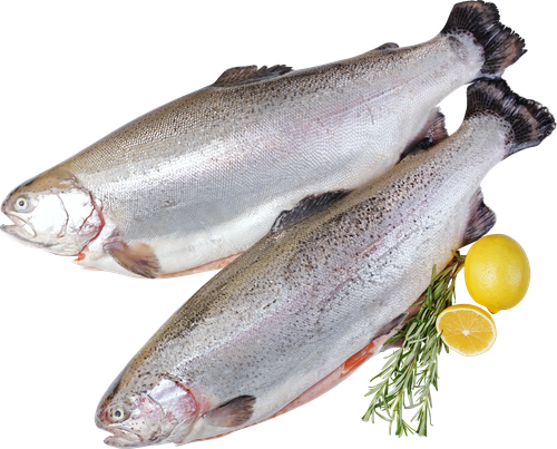 Форель Радужная потрошеная с головой 0,5–1кг ЛЕНТА FRESH, весовая, фотография