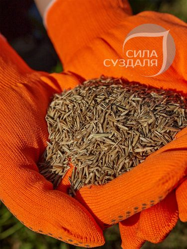 Газон Premium Sport  Сила Суздаля 1 кг, вид