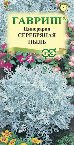 Семена ГАВРИШ Цинерария приморская Серебряная пыль, 0,05г, изображение