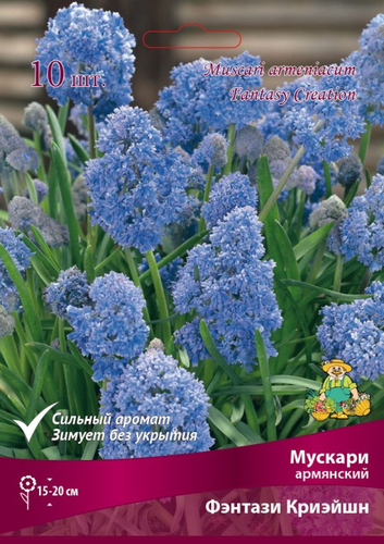 Мускари ФЭНТАЗИ КРИЭЙШН 10 шт, крупный план