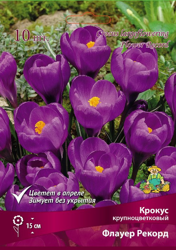 Крокус крупноцветковый Флауер Рекорд в капере 10 шт., детальное фото