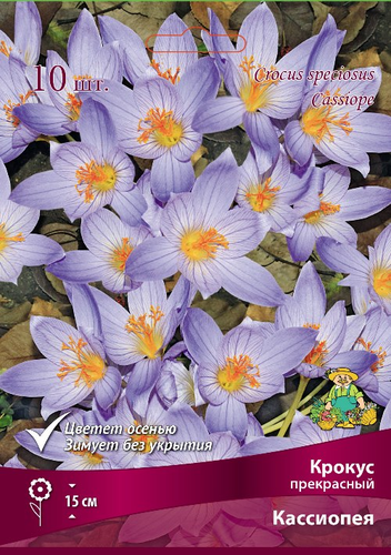 Крокус прекрасный Кассиопея в капере 10 шт., изображение