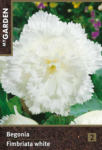 Луковицы MY GARDEN Бегония фимбриата, белая, 2шт, крупный план