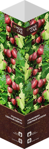 Саженец МОЙ САД Крыжовник, микс, шт, картинка