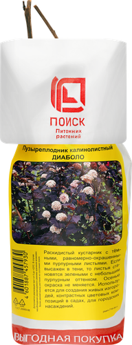 Саженец ПОИСК Северный сад, Пузыреплодник калинолистный Диаболо, фото