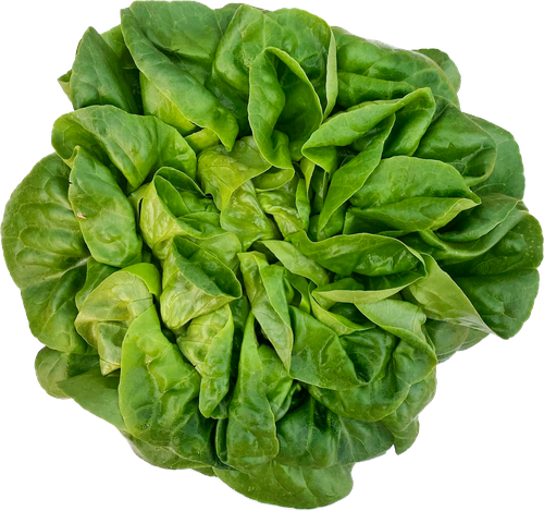 Салат листовой кочанный Кьюти Пай, 120г, крупный план