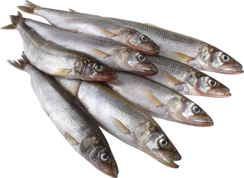 Корюшка крупная, неразделанная ЛЕНТА FRESH, весовая, фото
