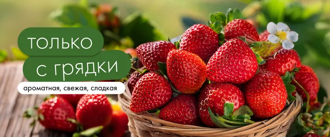 Сезон клубники: 30.04-31.05