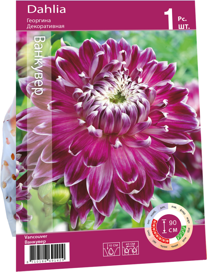Корнеклубень Георгина Ванкувер, Арт. RKG.201.DAH.003.STD, превью