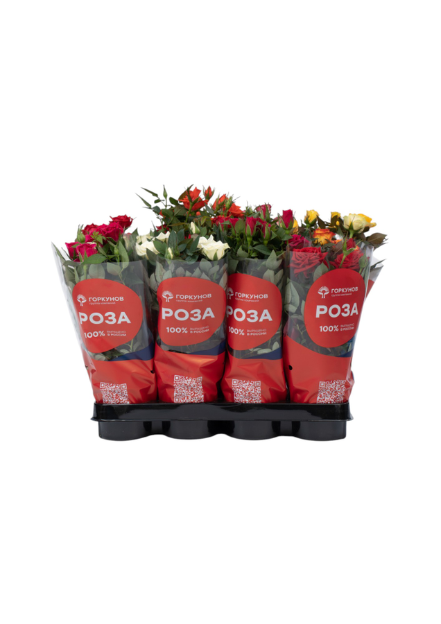 Растение комнатное Роза Кордана d=10, превью