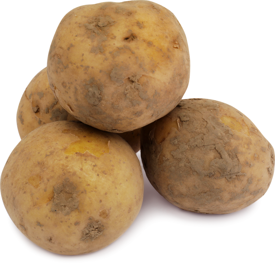 Картофель белый новый урожай, фасованный, весовой, превью