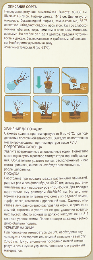 Саженец KOLIBRI Роза чайно-гибридная, микс, предпросмотр