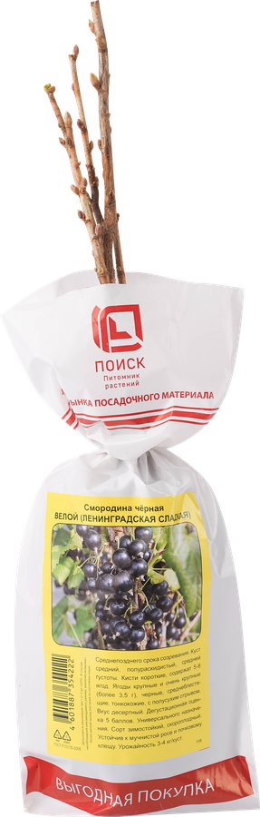 Саженец плодовый ПОИСК Смородина черная, традиционные сорта, превью