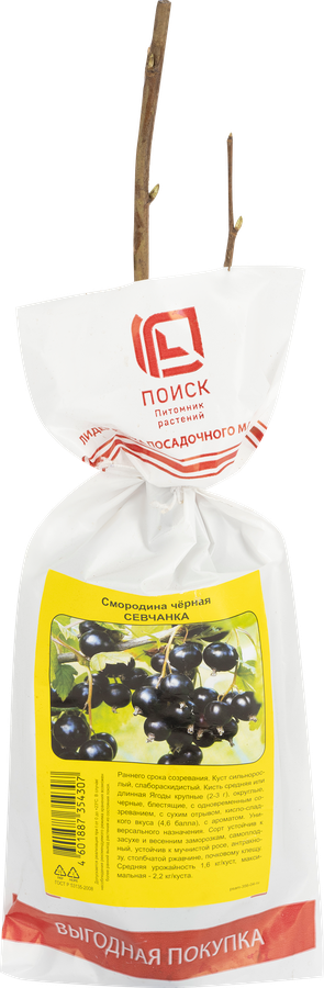 Саженец плодовый ПОИСК Смородина черная, традиционные сорта, предпросмотр