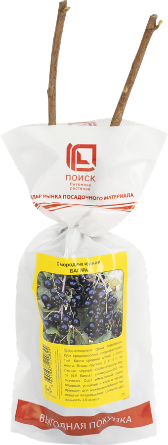 Саженец плодовый ПОИСК Смородина черная, традиционные сорта, предпросмотр