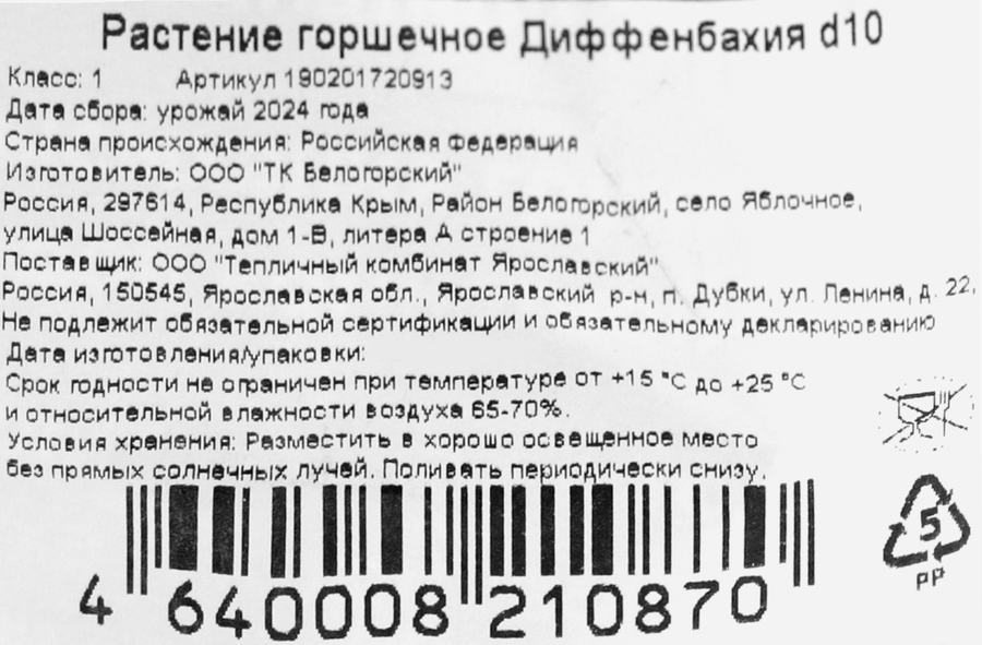 Растение горшечное Диффенбахия d=10см, предпросмотр