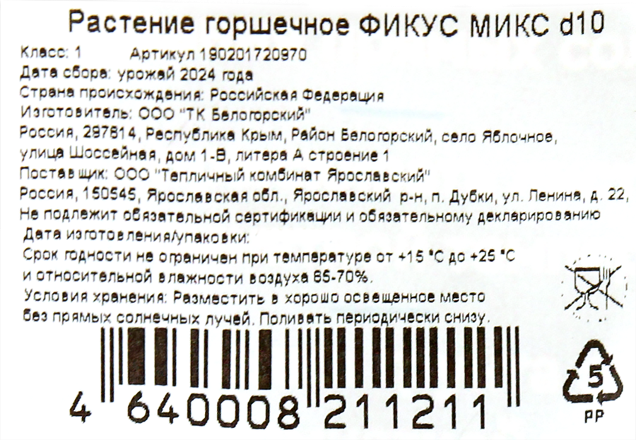 Растение горшечное Фикус d=10см, микс, превью