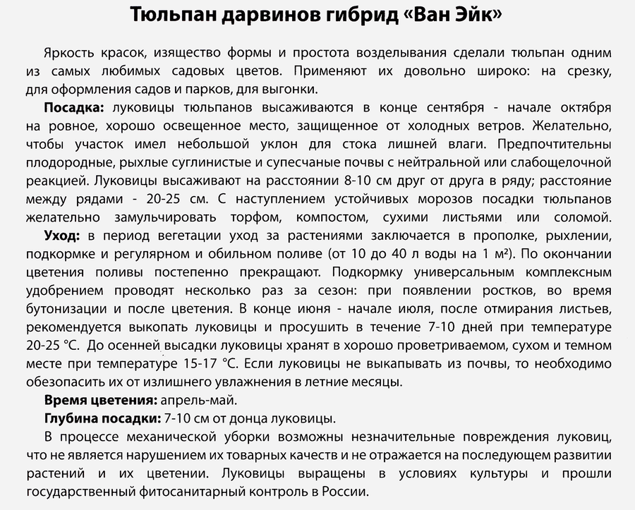 Луковицы Тюльпан Дарвинов гибрид Ван Эйк, 10шт, превью