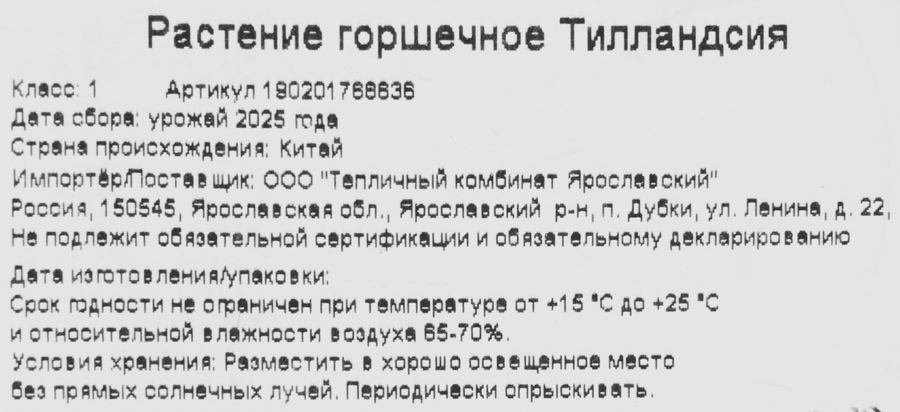 Растение горшечное ГОРКУНОВ Тилландсия, предпросмотр