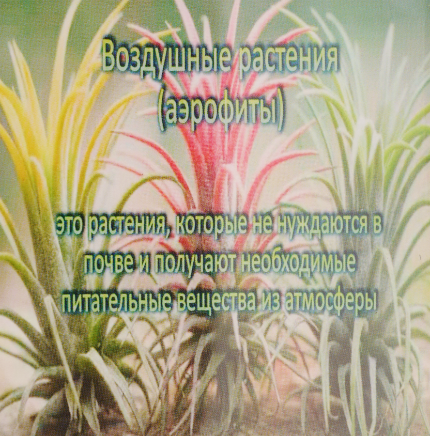 Растение горшечное ГОРКУНОВ Тилландсия, превью