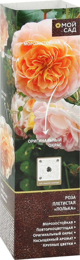 Саженец Роза, микс №2, шт, предпросмотр