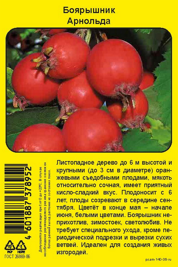 Саженец ПОИСК Боярышник Арнольда, обыкновенный, превью