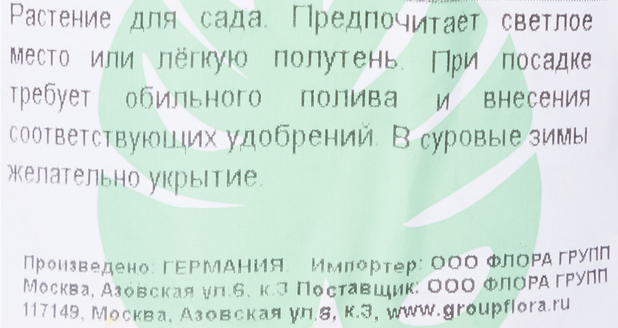 Саженец Хвойное растение, в ассортименте, превью