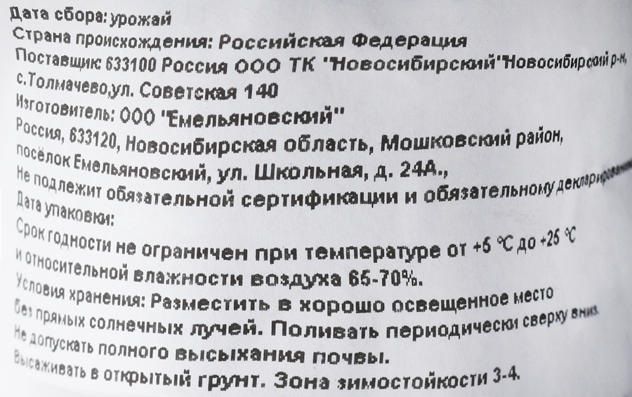 Рассада Тагетес Патула, превью