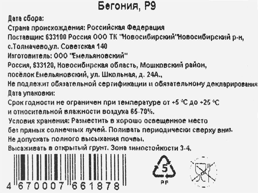 Рассада Бегония, предпросмотр